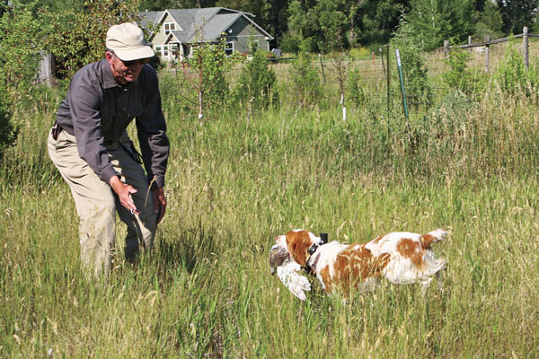 Everyday Manners Training for Puppies Arizona: Building Better Habits Early